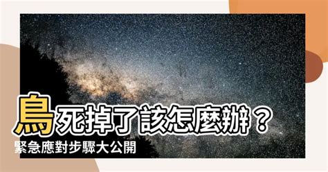 鳥死在門口|【死鳥風水】家中出現死鳥？揭開死鳥風水背後的神秘面紗